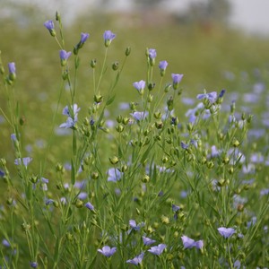Les fleurs bleues de la plante de lin dans un champ