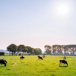 Des vaches dans un champ