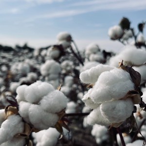 Un champ de coton