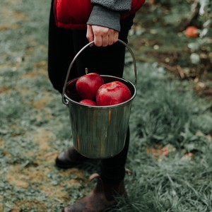 La cueillette des pommes 