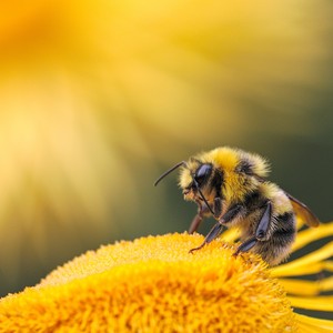 Une abeille sur une fleur 
