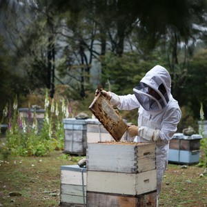 Un apiculteur avec ses ruches