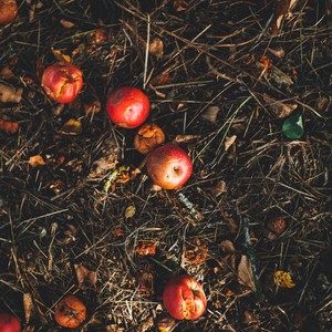 Un tas de compost surmonté de pommes