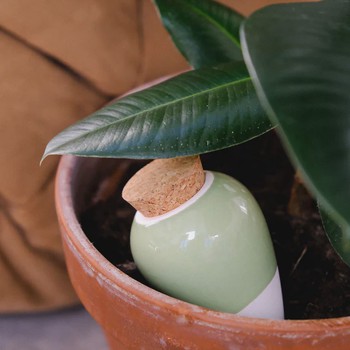 L'olla pour arroser les plantes - PEPIN