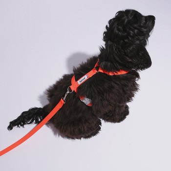 La laisse pour chien en plastique recyclé - Héroé