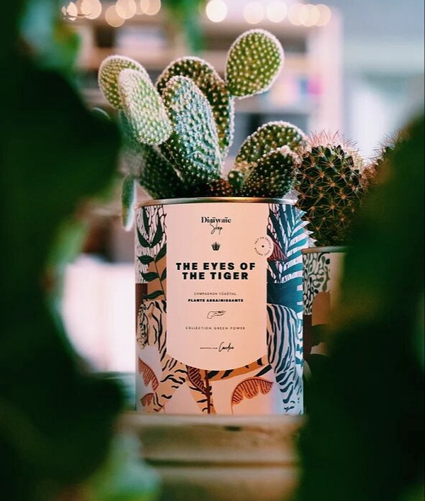 Pot cactus Diaiwaie