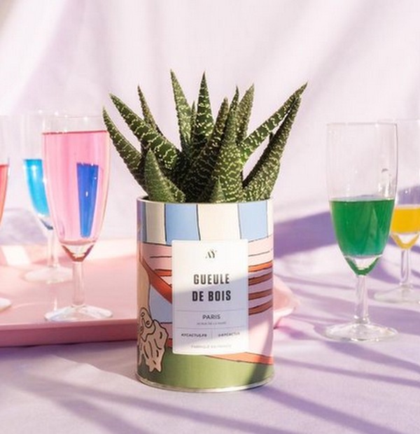 Cactus Daddy cool AŸ Cactus