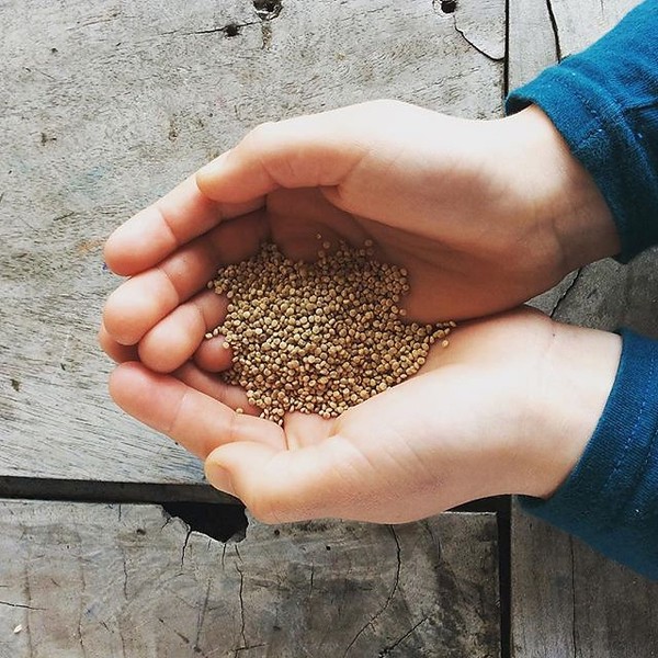 Lentilles Emile et une Graine