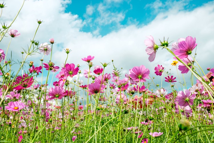 Des cosmos roses