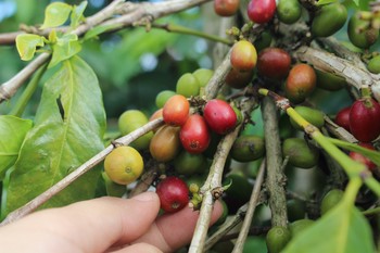 Des cerises de café sur leur arbre