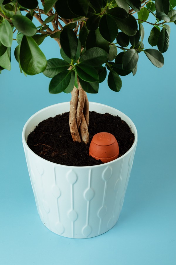 Ollas We Pot dans un jardin